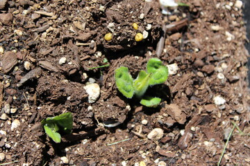 Sprouted pea with light green leaves