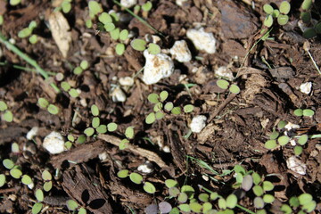 Newly sprouted plants with light green leaves