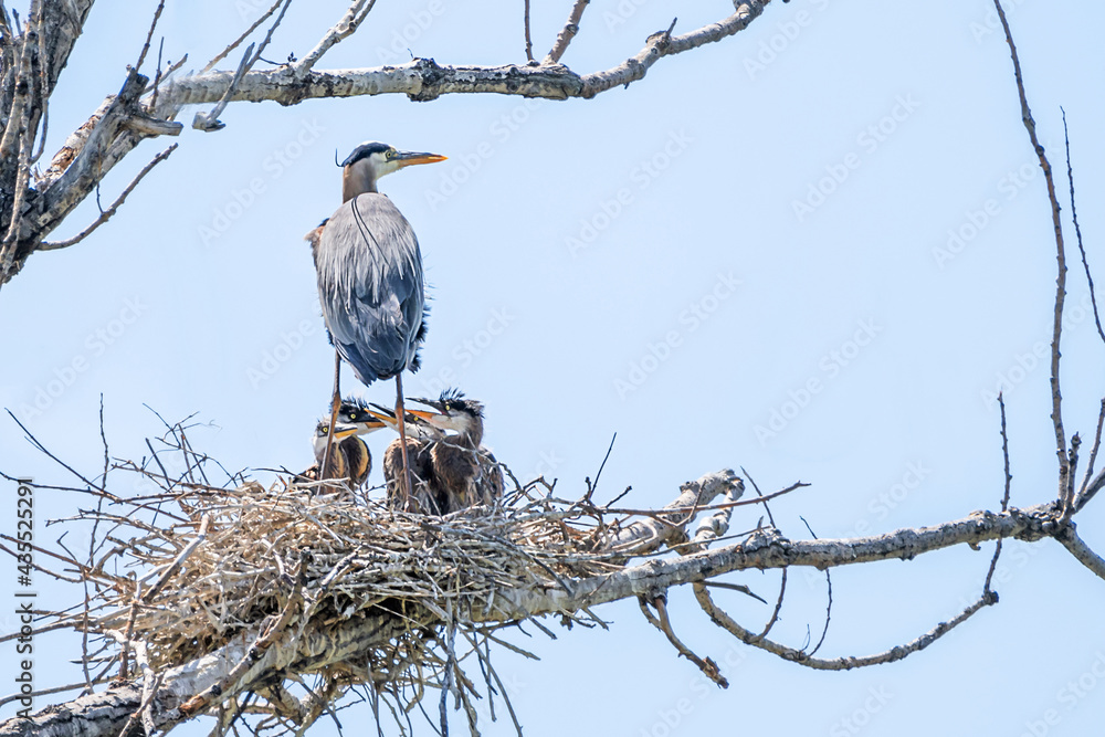 Wall mural Great Blue Heron on nest with young chicks 