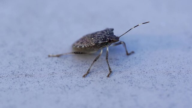 This is a 4K (23.976 fps) macro video footage of a brown marmorated stink bug (Halyomorpha halys).