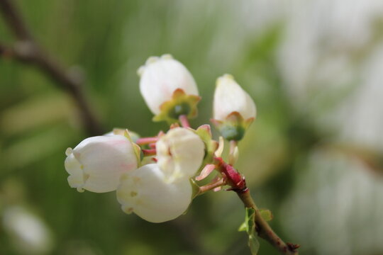 Bell shaped blueberry's tiny flowers bloom in spring