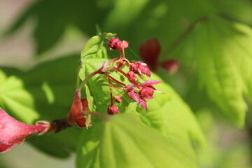 Obraz na płótnie Canvas Vine Maple`s new leaves and flowers in spring