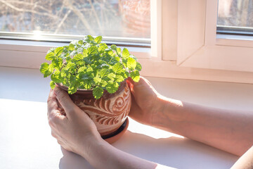 green leaves of lemon balm-lemon balm grown on the windowsill