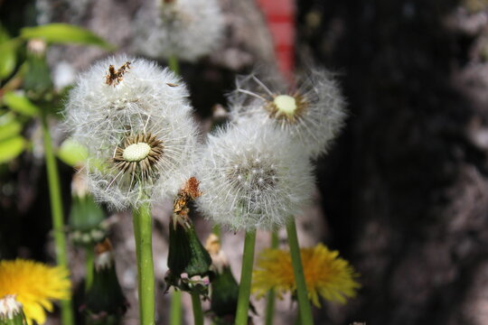Fluffy dandelion blowballs in late spring