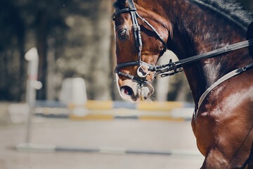 Equestrian sport. Portrait sports brown stallion in the bridle.