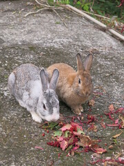 two rabbits are eating red quinoa in the yard design for healthy concept