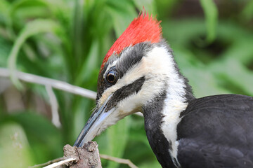 Closeup of a Pileated Woodpecker at work