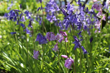 Obraz premium Bluebells bloom in a garden 