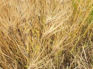 Malt landscape, korea, 한국