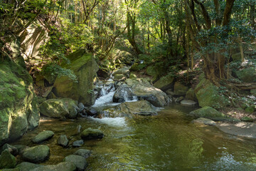 Naklejka na ściany i meble Stream go through the forest in Fukuoka prefecture, JAPAN.