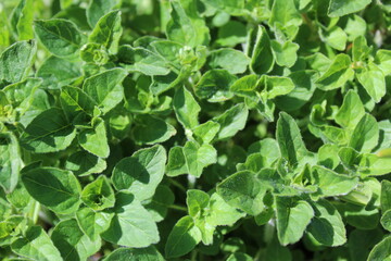 Growing fresh green oregano leaves