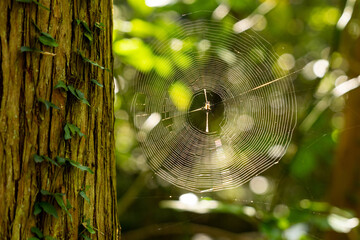 spider has a spiderweb next to the tree in a forest, Japan.