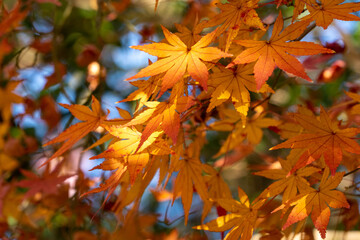 Maple leaves are start to turn red in JAPAN.