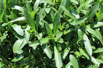Growing fresh green leaves on Shasta Daisy