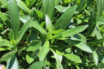 Growing fresh green leaves on Shasta Daisy