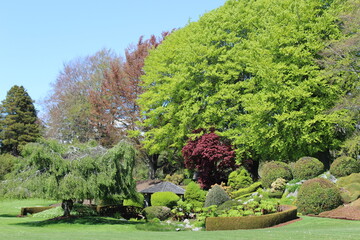 Fresh new leaves brighten from spring sunshine in a park