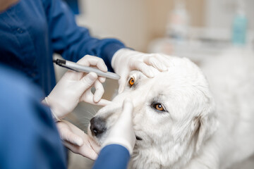 Veterinarians inspecting the eyes of a dog in vet clinic. Pet care and treatment. Visit a doctor...