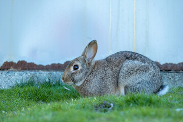 close up of one cute brown rabbit resting by the wall in the park on green grasses