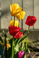 yellow, magenta and red tulips blooming under the sun by the wooden fence in the garden