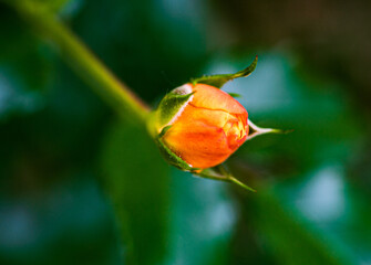 bud of a rose