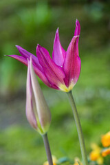 pink tulip flower with pointy petals blooming under the shade
