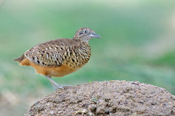 barred buttonquail or common bustard-quail (Turnix suscitator) common ground living bird in thailand but not easy to shoot in close up
