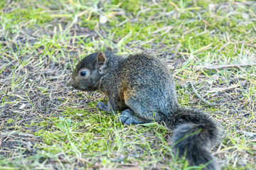 close up of an adorable baby squirrel resting on the grass
