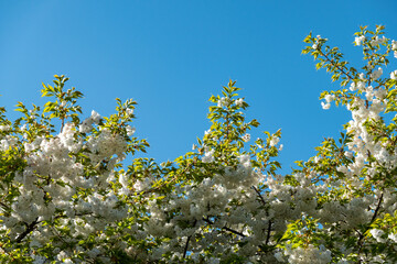 beautiful white cherry flowers blooming on top of the tree under clear blue sky