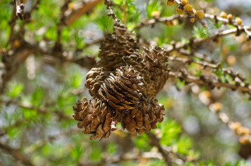 Pine Cones in a Tree