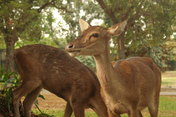 A family of deer in the park