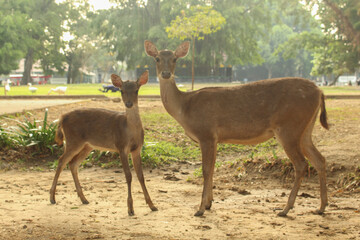 A family of deer in the park