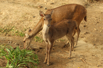 A family of deer in the park