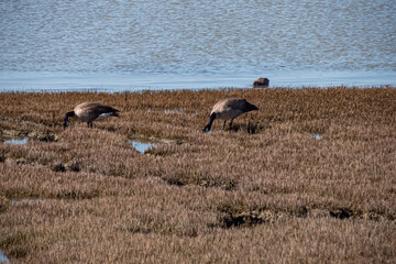 few Canada geese searching for food on the wetland filled with brown grasses by the coast on a sunny day