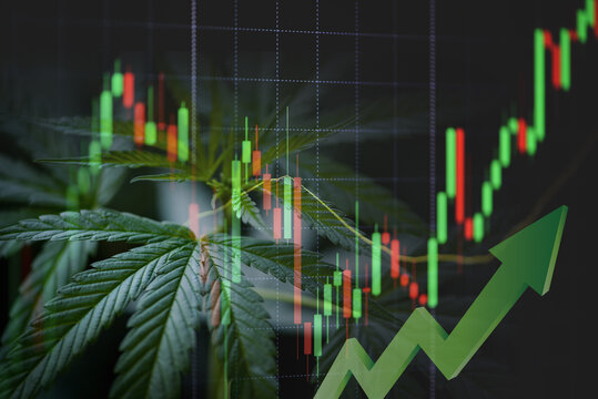 Cannabis Business With Marijuana Leaves And Stock Graph Charts On Stock Market Exchange Trading Investment, Commercial Cannabis Medicine Money Finance Trade Profit Up Trends And Crisis Red Down Loss