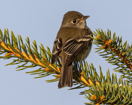 Willow Flycatcher On A Spruce Limb