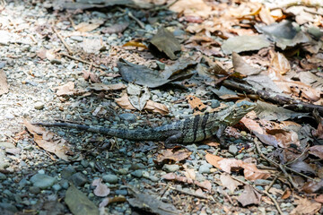 Obraz premium Ctenosaura similis, commonly known as the black spiny-tailed iguana, black iguana, or black ctenosaur