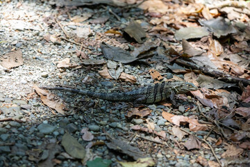 Ctenosaura similis, commonly known as the black spiny-tailed iguana, black iguana, or black ctenosaur