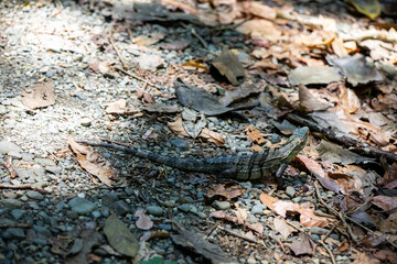 Ctenosaura similis, commonly known as the black spiny-tailed iguana, black iguana, or black ctenosaur