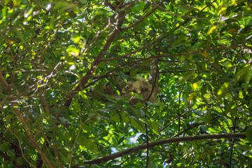 Mother and baby brown-throated three-toed sloth (Bradypus variegatus)