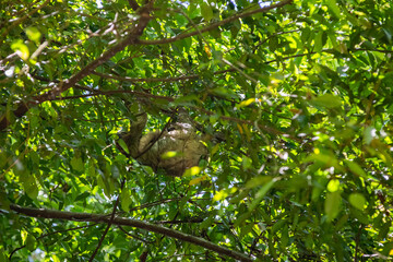 Mother and baby brown-throated three-toed sloth (Bradypus variegatus)