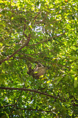 Mother and baby brown-throated three-toed sloth (Bradypus variegatus)