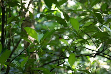Obraz premium Manuel Antonio national park and beach landscape