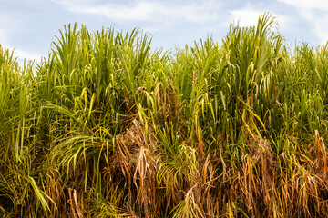 Damas Island Mangrove water canals