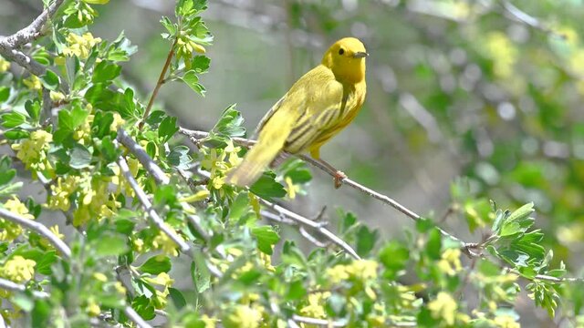 Yellow Warbler on tree branch singing