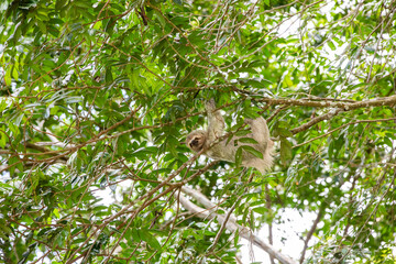 The brown-throated three-toed sloth (Bradypus variegatus)
