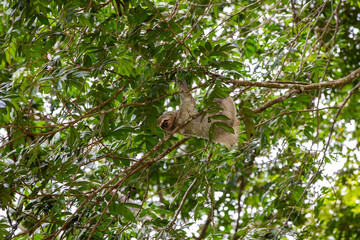 The brown-throated three-toed sloth (Bradypus variegatus)
