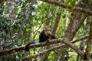 White-throated capuchins monkeys in Costa Rica