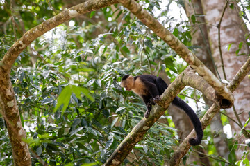 White-throated capuchins monkeys in Costa Rica