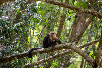 White-throated capuchins monkeys in Costa Rica