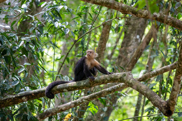 White-throated capuchins monkeys in Costa Rica